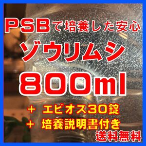 PSBで培養したゾウリムシ種水800ml＋エビオス30錠＋培養説明書　メダカの針子、稚魚、幼魚のエサに