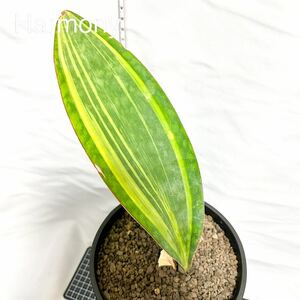 sansevieria サンスベリア グランディス 斑入り サンセベリア