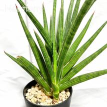 サンスベリア ロイヤルクラウン 親子株 sansevieria royal crown サンセベリア_画像1