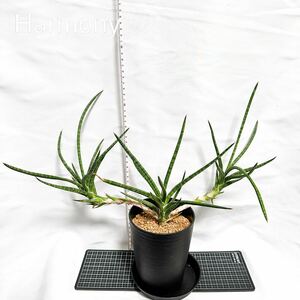 サンスベリア バリー Berrun 子株付 sansevieria Ballyi Berrun サンセベリア