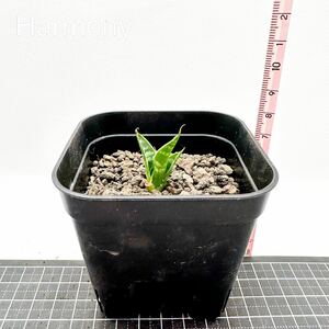 サンスベリア バンテン 子株 sansevieria bang teng サンセベリア