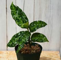 No.1 Aglaonema pictum tricolor /アグラオネマピクタム トリカラー 【斑入り植物】《eba Plants》　　_画像2