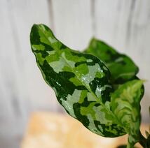 No.2 Aglaonema pictum tricolor /アグラオネマピクタム トリカラー 【斑入り植物】《eba Plants》　　_画像3