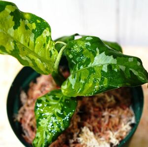 No.3 Aglaonema pictum tricolor /アグラオネマピクタム トリカラー 【斑入り植物】《eba Plants》　　