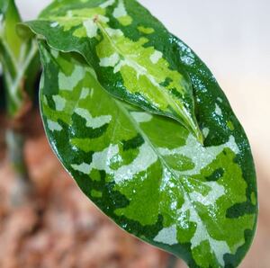 No.7 Aglaonema pictum tricolor /アグラオネマピクタム トリカラー 【斑入り植物】《eba Plants》　　