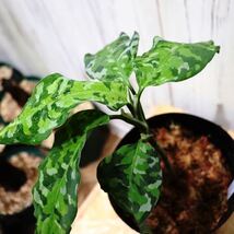 No.11 Aglaonema pictum tricolor /アグラオネマピクタム トリカラー 【斑入り植物】《eba Plants》　　_画像1