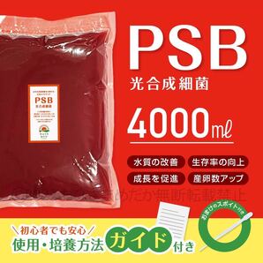 【PSB 光合成細菌 4000ml】メダカ 青水 針子 ミジンコ ゾウリムシ培養 エサ 餌 生クロレラ 稚魚 針子メダカ卵めだかに スポイト