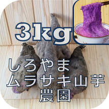 紫山芋(土付き)3kg_画像1