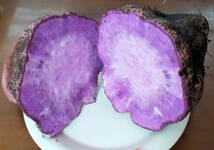 紫山芋(土付き)2kg_画像5