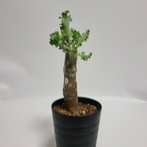 【１円スタート】　オトンナ・クレムノフィラ　塊根植物　コーデックス サボテン　多肉植物_画像6