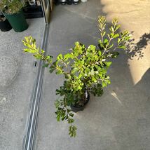 コーストバンクシア　 Banksia integrifolia 7号　鉢底から約96cm 11月3日撮影現品_画像7