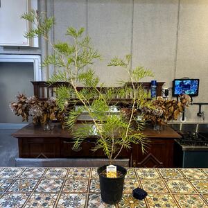 グレビレア　ココナッツアイス　花芽付き　5号鉢底から95cm 11月21日撮影現品　リン酸少ない肥料100gおまけ