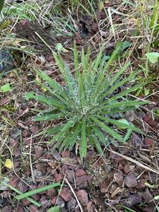 【Agave geminiflora】アガベ・ジェミニフローラ 抜き苗発送　地植え　耐寒性