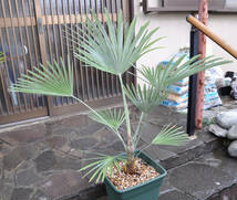 【大株】ストーンゲートパーム Trachycarpus princeps Blue-Silver（トラキカルプス プリンセプス　ブルーシルバー）強耐寒ヤシ　送料込み_画像4