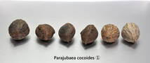 【種子６個即決】Parajubaea cocoides（パラジュバエア ココイデス） ① マウンテン ココナッツ　半耐寒ヤシ　送料込み_画像3