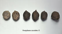 【種子６個即決】Parajubaea cocoides（パラジュバエア ココイデス） ④ マウンテン ココナッツ　半耐寒ヤシ　送料込み_画像2