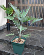 【大株】ストーンゲートパーム Trachycarpus princeps Blue-Silver（トラキカルプス プリンセプス　ブルーシルバー）強耐寒ヤシ　送料込み_画像2