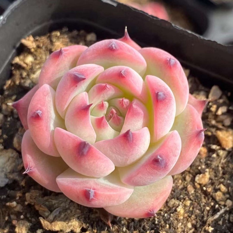 2023年最新】Yahoo!オークション -多肉植物 韓国苗(花、園芸)の中古品