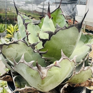 1 carefuly selected agave chitanotaBB/ black & blue / black and blue / a little over saw tooth madness ... black a little over . finest quality beautiful stock ultra rare high class succulent plant departure root settled 