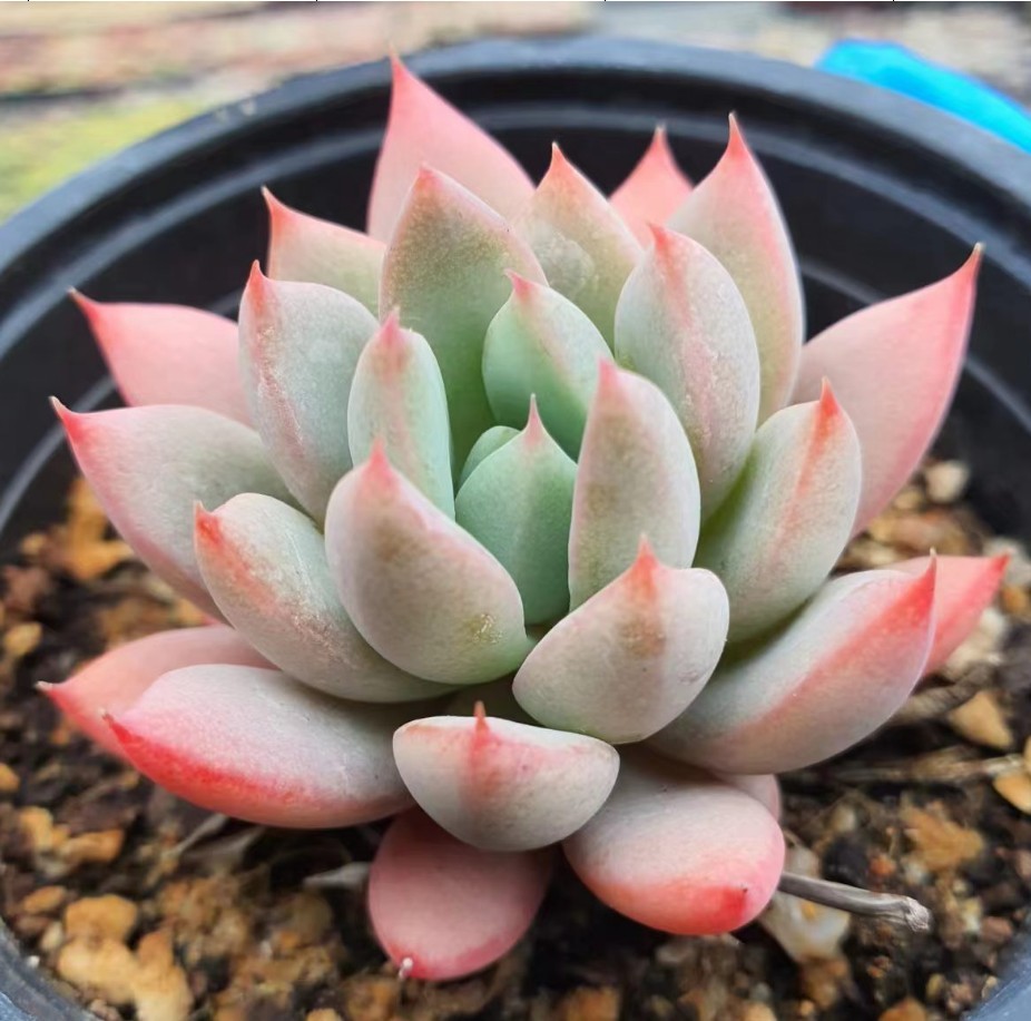 2023年最新】Yahoo!オークション -多肉植物 韓国苗(花、園芸)の中古品