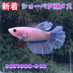 ベタ　ショーベタ　メス　03F1022-043　ハーフムーン　熱帯魚　生体