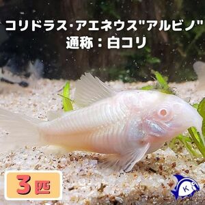 熱帯魚　コリドラス・アエネウス アルビノ　白コリ　3匹　※雄雌のご指定不可