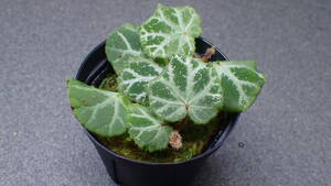 【原種ベゴニア】　Begonia sp Cao Bang 