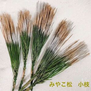 みやこ松 5本セット☆加工花材