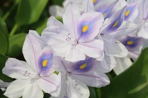 （浮草）花咲く浮草　ホテイアオイ(無農薬　無害虫)(1株)メダカに。水草