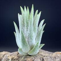 Tillandsia 'Pachara Predator' チランジア パチャラプレデター ionantha イオナンタ ティランジア ブロメリア_画像2