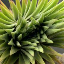 Tillandsia 'Pachara Predator' チランジア パチャラプレデター ionantha イオナンタ ティランジア ブロメリア_画像1