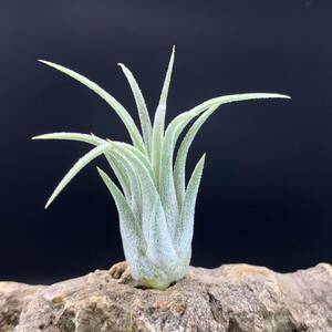 Tillandsia ionantha ‘snow man’ ex.Franz Groover チランジア イオナンタ スノーマン ティランジア