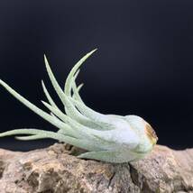 Tillandsia ionantha ‘snow man’ ex.Franz Groover チランジア イオナンタ スノーマン ティランジア_画像7