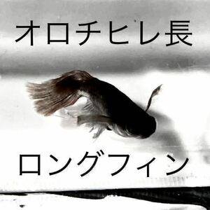 【増量中】オロチ 松井ヒレ長 黒 30個+α メダカ 卵　スーパーロングフィン ブラック　サタン　