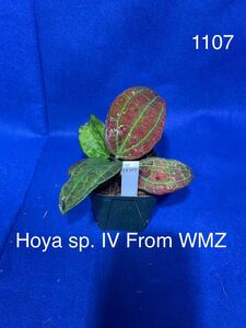 1107 ホヤ Hoya sp.IV From WMZ