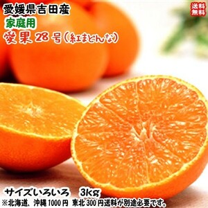 愛果28号 紅まどんな 家庭用3kg サイズフリー 愛媛 吉田産 樹になるゼリーな柑橘 送料無料 宇和海の幸問屋