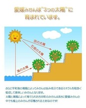 愛果28号 紅まどんな 訳あり 5kg サイズフリー 愛媛 吉田産 樹になるゼリーな柑橘 送料無料 北海道/沖縄/東北は別途送料 宇和海の幸問屋_画像9