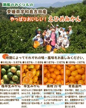 愛媛 みかん 訳あり 3kg 宇和島 吉田産 農地直送 送料無料 北海道/沖縄/東北は別途送料 宇和海の幸問屋_画像2