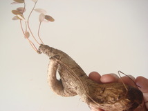 塊根植物　 phyllantmos mirabilis　 フイランシス　ミラビリス　　コーデックス　a-１40_画像10
