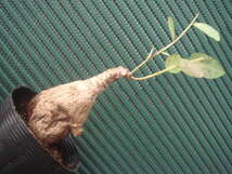 塊根植物　 phyllantmos mirabilis　 フイランシス　ミラビリス　　コーデックス　a-１５９_画像1