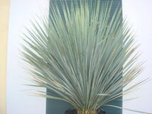  超美形。yucca rostrata 　ユッカ　ロストラータ　極太株　ドライガーデン aー１４７_画像8