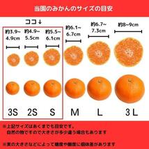 新鮮有田みかん 極早生みかん 10kg 減農薬 産地直送 濃厚 甘い 高糖度_画像5