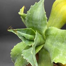 S1113-28 Agave ovatifolia Vanzie special variegated アガベ オバティフォリア バンジー　スペシャル　ベアリアゲティド_画像6