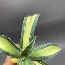 S1113-13 Agave ovatifolia Vanzie Mediopicta アガベ オバティフォリア バンジー 中斑_画像9