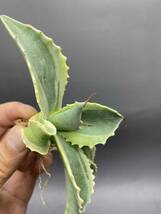 S1113-21 Agave ovatifolia Vanzie variegated white アガベ オバティフォリア バンジー　ベアリアゲティドホワイト　白覆輪_画像5