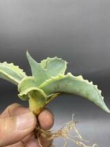 S1113-21 Agave ovatifolia Vanzie variegated white アガベ オバティフォリア バンジー　ベアリアゲティドホワイト　白覆輪_画像7