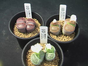 ★奈研★サボテン・多肉植物★962★リトープス3種set　緑福来玉/日輪玉/巴里玉　Lithops ミニラン2.5号鉢植え