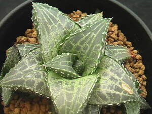 ★奈研★サボテン・多肉植物★158★ ハオルシア　竜鱗　 Haworthia tessellata　約W 7.6cm