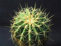 ★奈研★サボテン・多肉植物★191★ フェロカクタス　レッペンハーゲニー　実生　Ferocactus reppenhagenii　約W105 cm_画像3