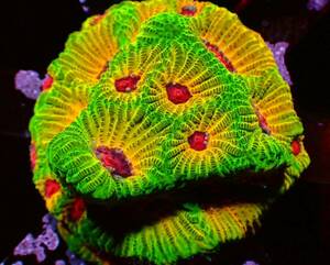Rainbow Favia キクメイシ 色混ざり抜群 高発色 サンゴ フラグ 同梱可能 マメスナ 好きにも